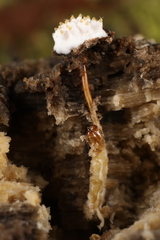 Tolypocladium inflatum