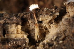Tolypocladium inflatum