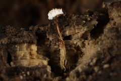 Tolypocladium inflatum