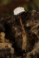Tolypocladium inflatum