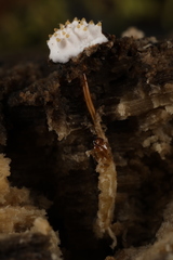 Tolypocladium inflatum