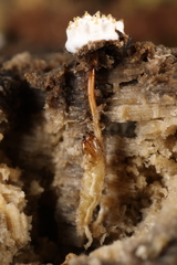 Tolypocladium inflatum