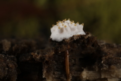 Tolypocladium inflatum