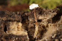 Tolypocladium inflatum