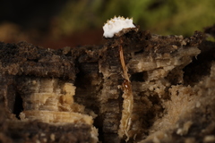 Tolypocladium inflatum