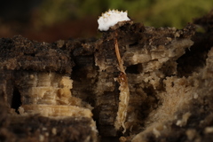 Tolypocladium inflatum