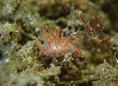 Coryphellina poenicia