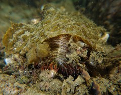 Temnopleurus alexandri