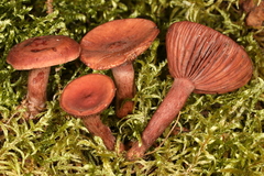 Lactarius nitidus