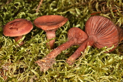 Lactarius nitidus