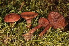 Lactarius nitidus
