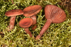 Lactarius nitidus