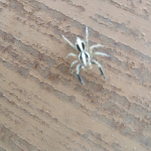 Pantropical Jumping Spider