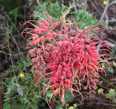 Grevillea bipinnatifida