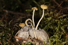 Protostropharia alcis