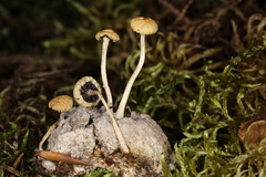 Protostropharia alcis