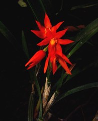 Scaphyglottis imbricata