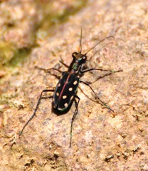 Calomera mindanaoensis