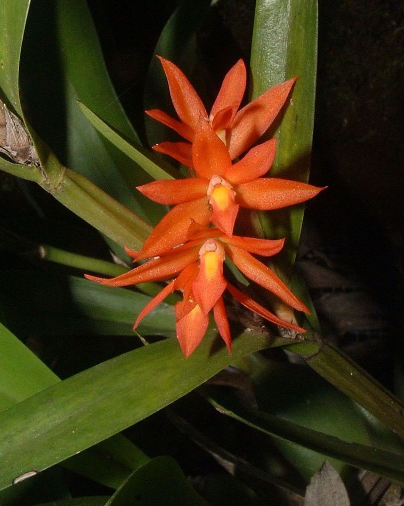 Scaphyglottis imbricata