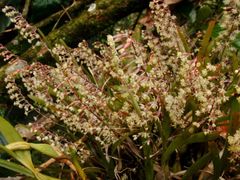 Scaphyglottis micrantha