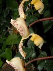 Gongora truncata