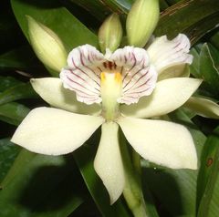 Prosthechea radiata