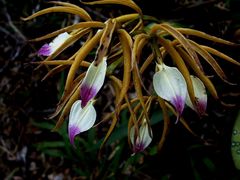 Prosthechea brassavolae