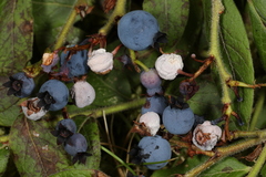Monilinia vaccinii-corymbosi