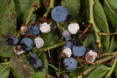 Monilinia vaccinii-corymbosi
