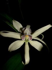 Prosthechea baculus