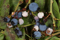 Monilinia vaccinii-corymbosi