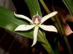 Prosthechea baculus