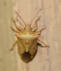Euschistus ictericus