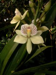 Prosthechea radiata
