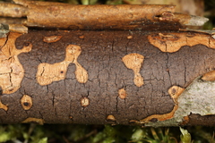 Diatrype decorticata