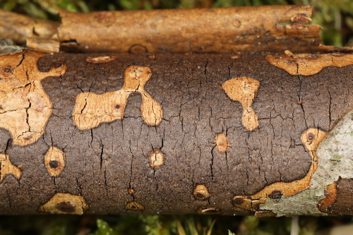 Representative image of Diatrype decorticata