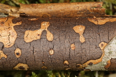 Diatrype decorticata