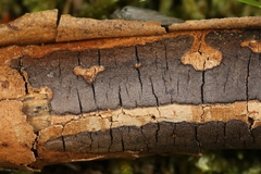 Diatrype decorticata