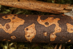 Diatrype decorticata