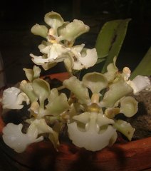 Trichocentrum aurisasinorum