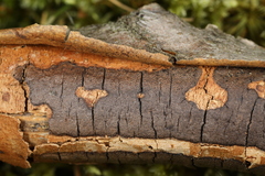 Diatrype decorticata