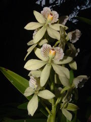 Prosthechea radiata