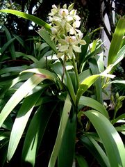 Prosthechea radiata