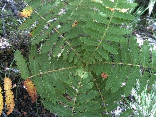Actinocheita filicina (Actinocheita filicina)