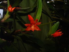 Scaphyglottis imbricata