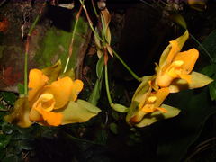 Lycaste aromatica