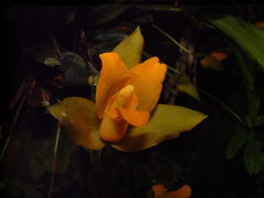 Lycaste aromatica