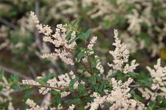 Trymalium odoratissimum