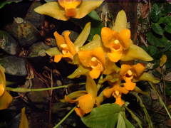 Lycaste aromatica
