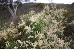 Trymalium odoratissimum